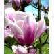 Magnolia pośrednia  ALEXANDRINA